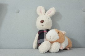 ぬいぐるみの写真