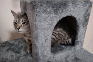 物陰に避難している猫の写真