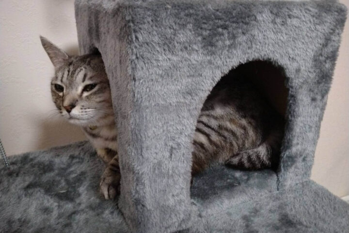 物陰に避難している猫の写真