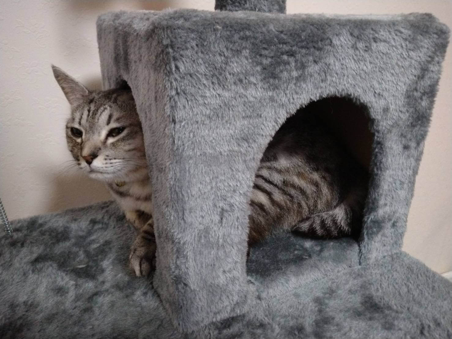 物陰に避難している猫の写真