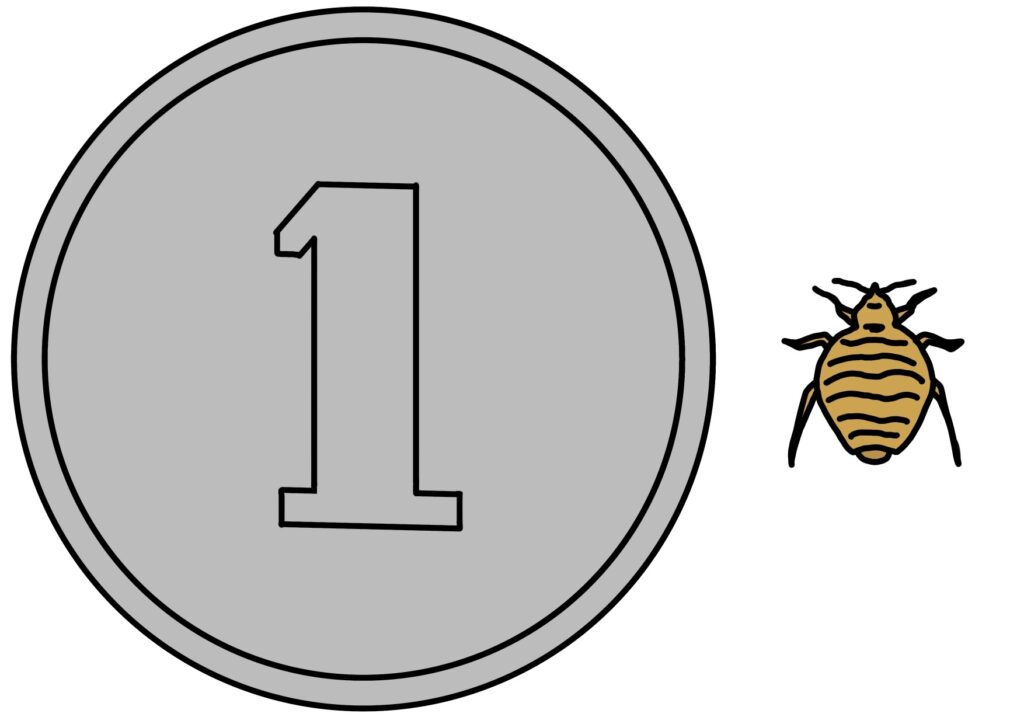 トコジラミと一円玉のサイズ比較